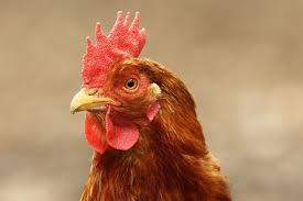 Censo de explotaciones domésticas de aves